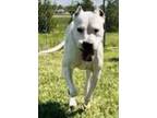 Adopt Evita a White Carolina Dog / Mixed Breed (Medium) / Mixed (short coat) dog