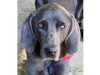 Adopt Jesse a Gray/Blue/Silver/Salt & Pepper Labrador Retriever / Weimaraner dog
