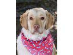Adopt Baltimore a White Chesapeake Bay Retriever / Mixed dog in Atlanta