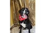 Adopt Landry - CL a Black - with White Border Collie / Mixed dog in Kansas City