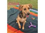 Adopt Chica a Brown/Chocolate - with Black Foxhound / Mixed dog in Boise