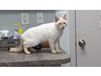 Adopt Duchess a Orange or Red (Mostly) Siamese / Mixed (short coat) cat in St.