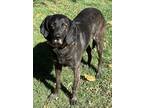 Adopt Hank HOUSETRAINED HOUSEPET COURTESY POSTING a Black Plott Hound / Mixed