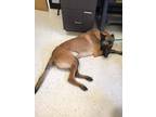 Adopt Cece - Located in Florida a Tan/Yellow/Fawn - with Black Belgian Malinois