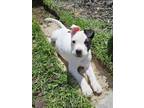 Adopt Emerald a Black - with White Pit Bull Terrier / Jack Russell Terrier dog