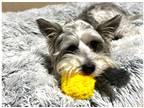 Adopt Berry (aka Roxy) a Gray/Silver/Salt & Pepper - with White Schnauzer