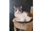 Adopt Gwendolyn a White (Mostly) Domestic Mediumhair / Mixed (medium coat) cat
