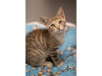 Adopt Goldie fka Bonsai a Brown Tabby Domestic Shorthair / Mixed Breed (Medium)