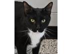 Adopt Roo a All Black Domestic Shorthair / Mixed Breed (Medium) / Mixed (short