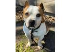 Adopt Art a American Pit Bull Terrier / Staffordshire Bull Terrier dog in