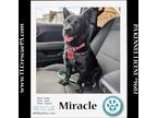 Adopt Miracle 040624 a Black - with White Labrador Retriever / Corgi dog in