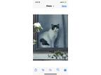 Adopt Belle a White (Mostly) American Shorthair / Mixed (short coat) cat in