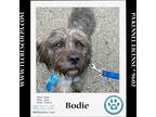 Adopt Bodie 050424 a Gray/Silver/Salt & Pepper - with White Basset Hound / Shih