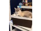 Adopt Moki a Gray or Blue Balinese / Mixed (short coat) cat in Ada