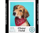 Adopt Chase Field (Ballpark Pups) 050424 a Black - with Tan
