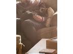 Adopt Kylo a Gray, Blue or Silver Tabby Domestic Shorthair / Mixed (short coat)