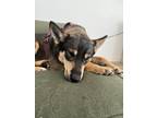 Adopt Kira a Black - with Tan, Yellow or Fawn Australian Cattle Dog / Alaskan