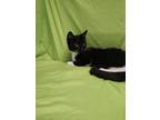 Adopt Sophia a All Black Domestic Shorthair / Mixed Breed (Medium) / Mixed