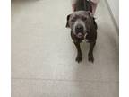 Adopt Katis a Black American Pit Bull Terrier / Mixed Breed (Medium) / Mixed