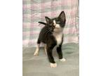 Adopt Sylvester a All Black Domestic Shorthair / Mixed Breed (Medium) / Mixed