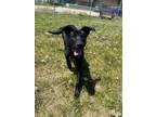 Adopt Griffin a Black Labrador Retriever / Mixed Breed (Medium) / Mixed (short