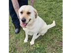 Adopt Brodie a Brindle Retriever (Unknown Type) / Mixed Breed (Medium) / Mixed