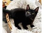 Adopt Cheeseburger is our delicious a Black (Mostly) Bombay (short coat) cat in