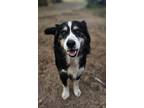 Adopt Kiko a Black - with White Australian Shepherd / Golden Retriever dog in