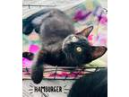 Adopt Hamburger is a fluffy love a All Black Bombay (short coat) cat in South