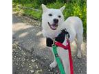 Adopt Siroo a White Jindo / Mixed Breed (Medium) dog in Whitestone