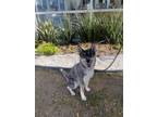 Adopt Akira a Gray/Silver/Salt & Pepper - with White Husky dog in Gig Harbor