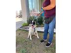 Adopt Indiana a White - with Black Australian Cattle Dog dog in Gig Harbor