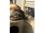 Adopt Jake Gyllenhair a Gray, Blue or Silver Tabby Domestic Mediumhair (long