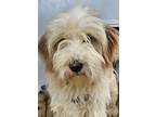 Adopt Alice a Tibetan Terrier / Mixed dog in Ridgeland, SC (41105095)