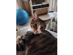 Adopt Kit a Gray, Blue or Silver Tabby American Shorthair / Mixed (medium coat)