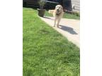 Adopt Cooper a Tan/Yellow/Fawn Labrador Retriever / Mixed dog in Catlin