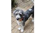 Adopt Coco a Gray/Silver/Salt & Pepper - with White Shih Tzu dog in Gretna