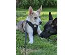 Adopt Bennett a Tan/Yellow/Fawn Australian Shepherd dog in Hastings