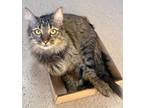 Adopt Truffles a Brown Tabby Domestic Mediumhair (long coat) cat in Tucson
