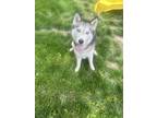 Adopt Charlie a Black - with Gray or Silver Husky / Mixed dog in Farmland