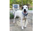 Adopt Colby Jack a Tricolor (Tan/Brown & Black & White) Jack Russell Terrier /