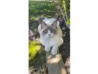 Adopt Poostie a Cream or Ivory (Mostly) Ragdoll / Mixed (long coat) cat in