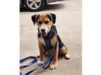Adopt Foxy a Black - with Brown, Red, Golden, Orange or Chestnut Beagle /