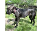 Adopt George a Black Mutt / Mixed dog in Granville, OH (41453731)