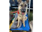 Adopt Granite a Shepherd (Unknown Type) / Keeshond dog in Bonita, CA (38961868)