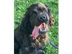 Adopt Manolo a Cocker Spaniel / Mixed dog in Brooklyn, NY (41144292)