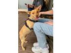 Adopt Zoey a Tan/Yellow/Fawn Miniature Pinscher dog in Mooresville