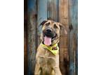 Adopt Apollo a Tan/Yellow/Fawn - with Black Anatolian Shepherd dog in