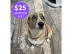 Adopt Marley a Great Pyrenees / Catahoula Leopard Dog dog in Clive