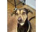 Adopt Cyrus a Doberman Pinscher / Labrador Retriever dog in Clive, IA (40006726)
